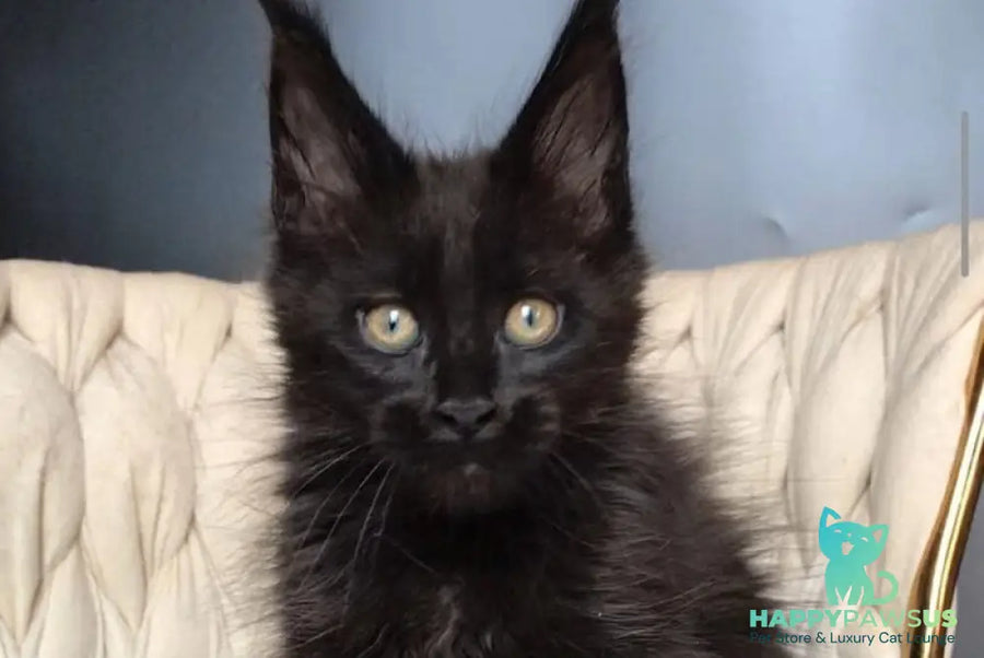 Vlastelina Maine Coon female black - live animals