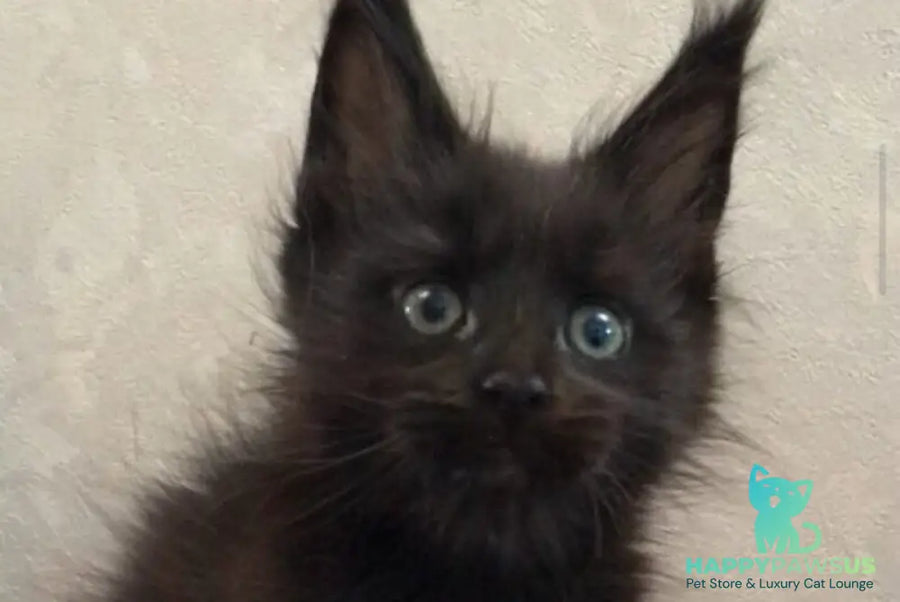 Vlastelina Maine Coon female black - live animals
