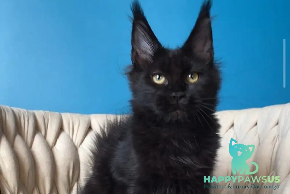 Vlastelina Maine Coon female black - live animals