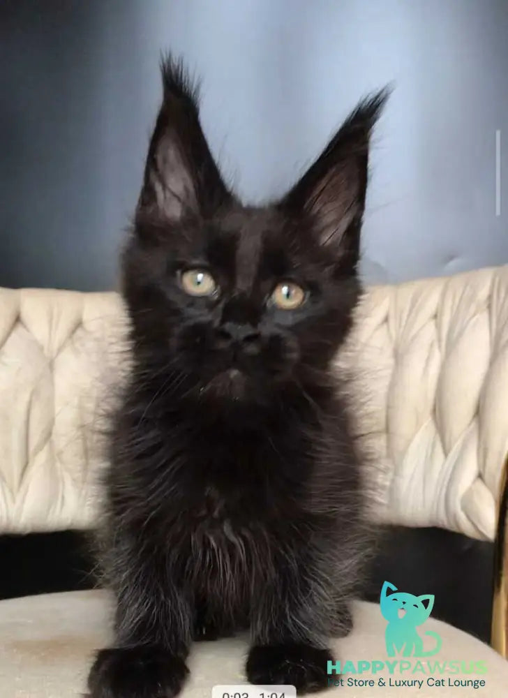 Vlastelina Maine Coon female black - live animals