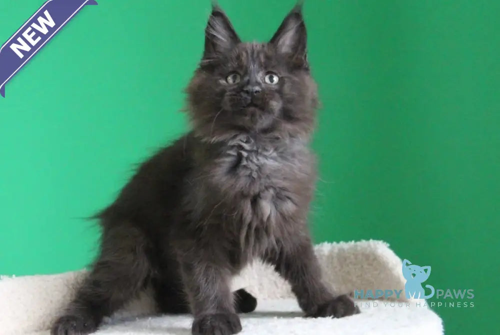 Voevod Maine Coon male black smoke live animals