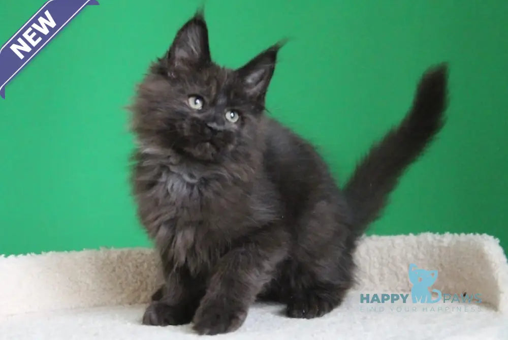 Voevod Maine Coon male black smoke live animals