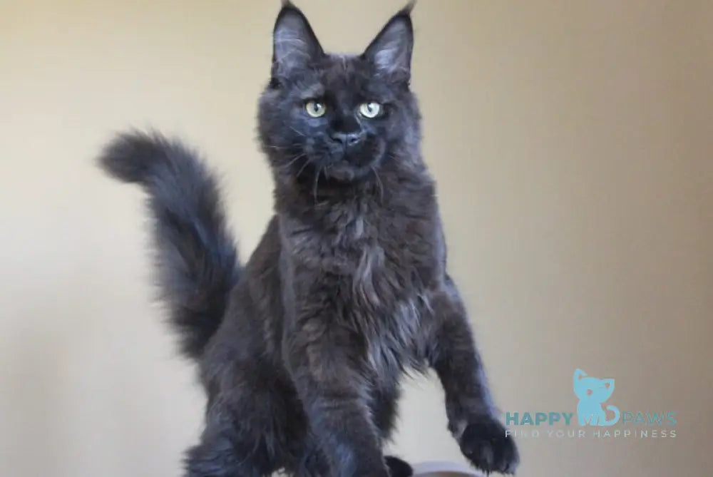 Voevoda Maine Coon male black live animals