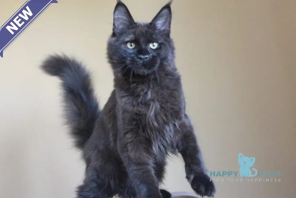 Voevoda Maine Coon male black live animals