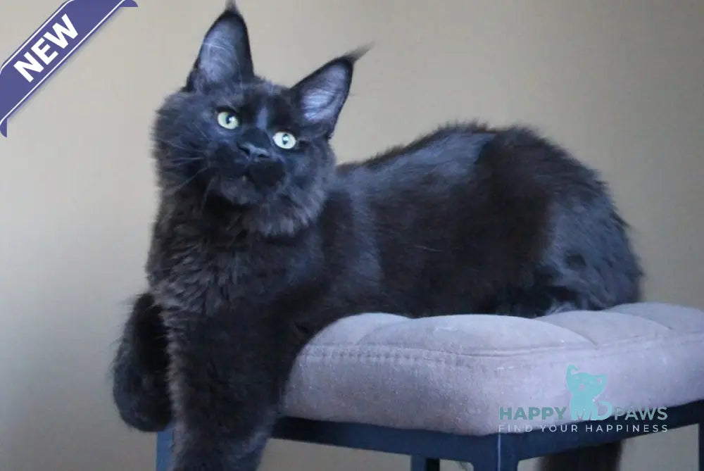 Voevoda Maine Coon male black live animals