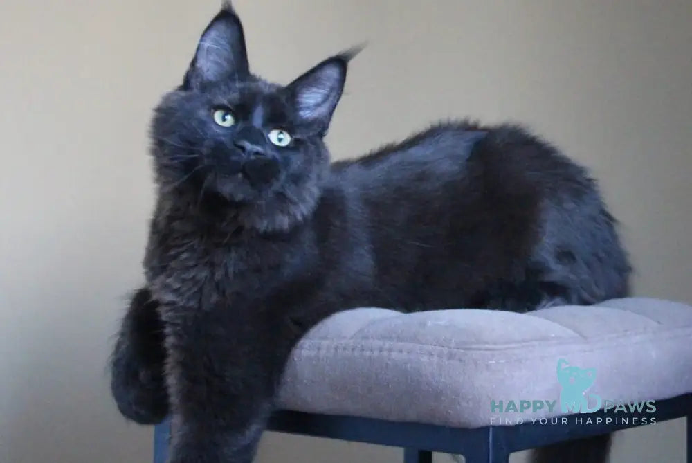 Voevoda Maine Coon male black live animals