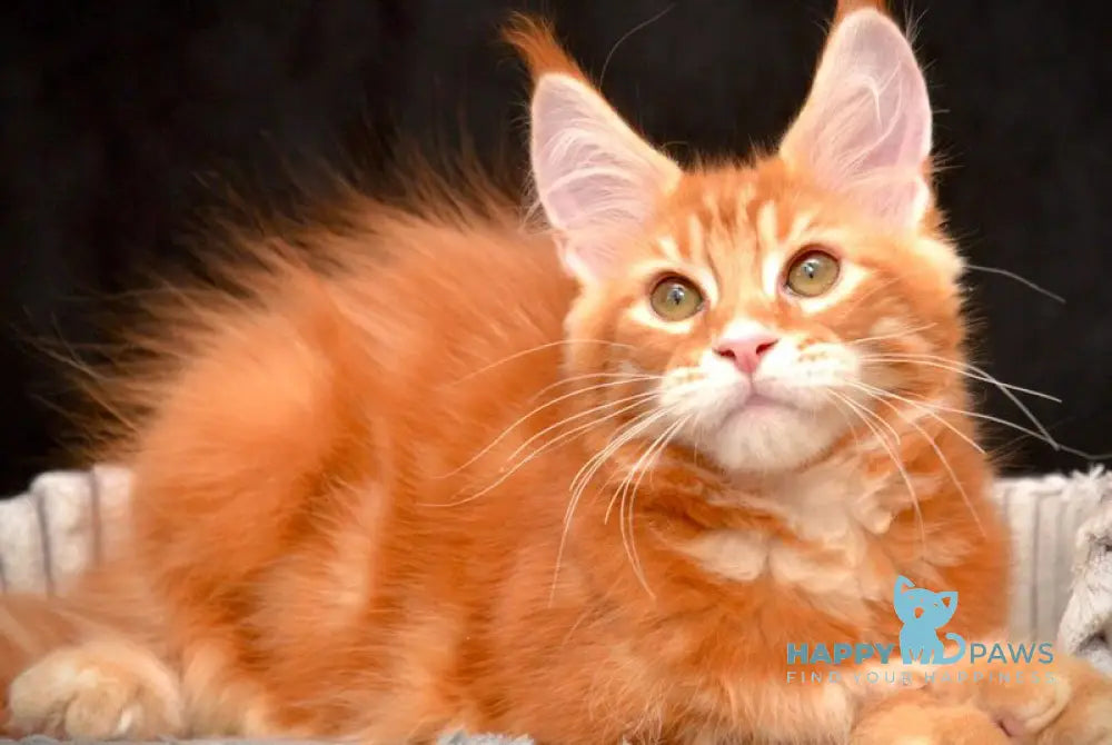 Volcano Rocks Maine Coon male red tabby - live animals