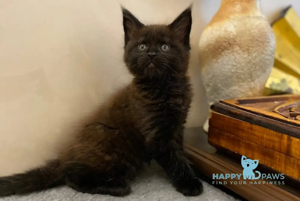 Volod Maine Coon male black live animals