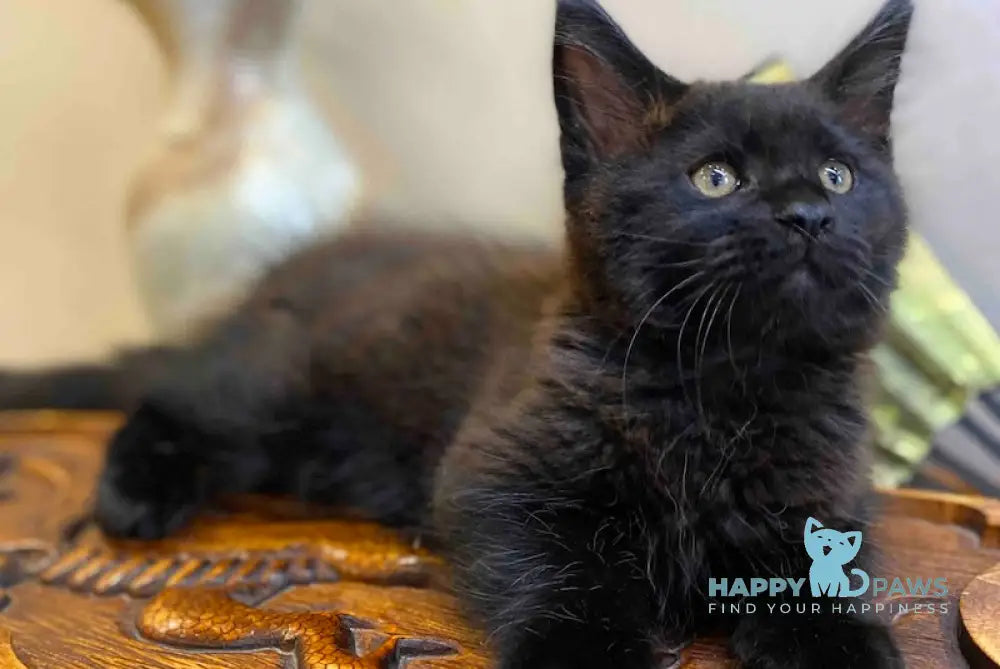 Volod Maine Coon male black live animals