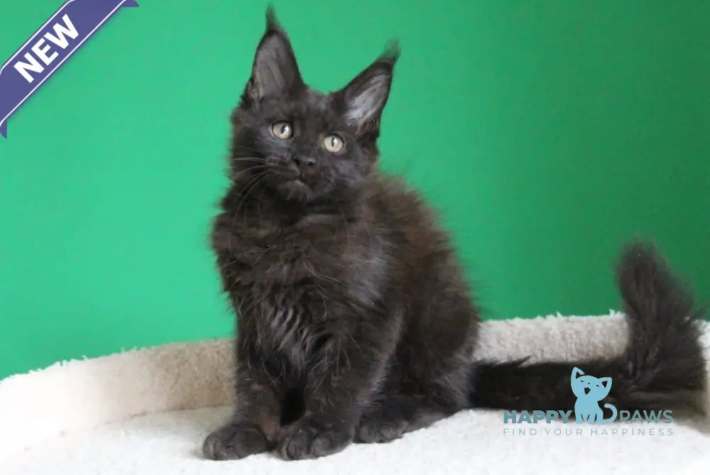 Vorozheya Maine Coon female black live animals