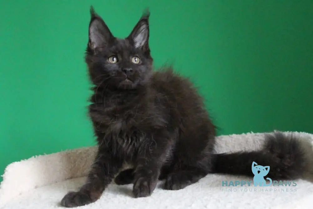 Vorozheya Maine Coon female black live animals
