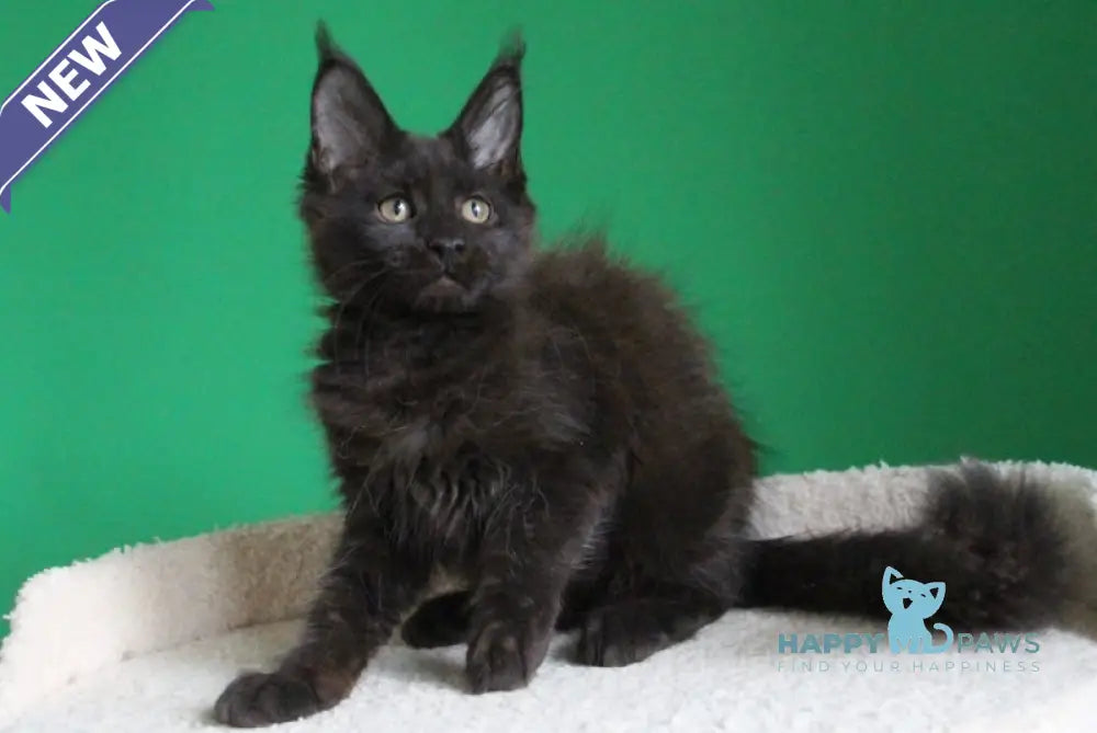 Vorozheya Maine Coon female black live animals