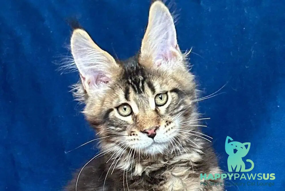 Vortex Maine Coon polydactyl male black silver tabby live animals