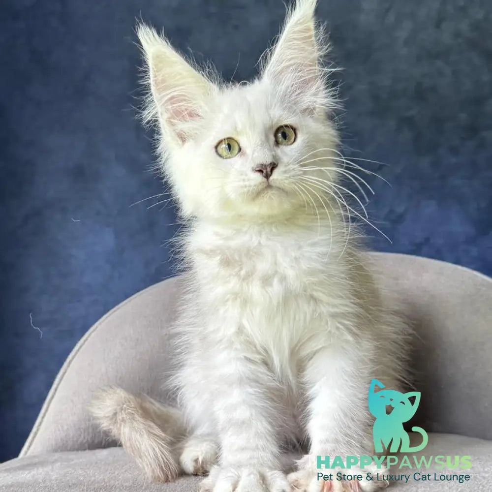 Voss Maine Coon male black silver shaded - live animals