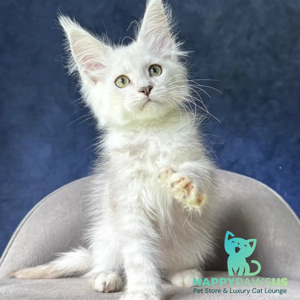 Voss Maine Coon male black silver shaded - live animals