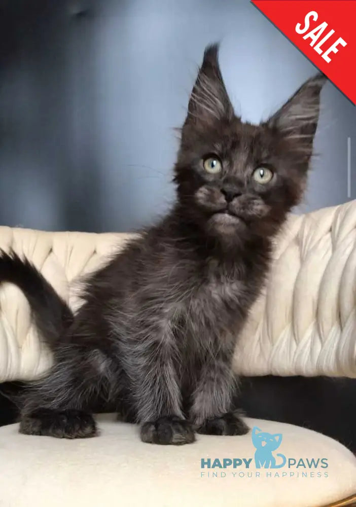 Vrangel Maine Coon male black silver - live animals