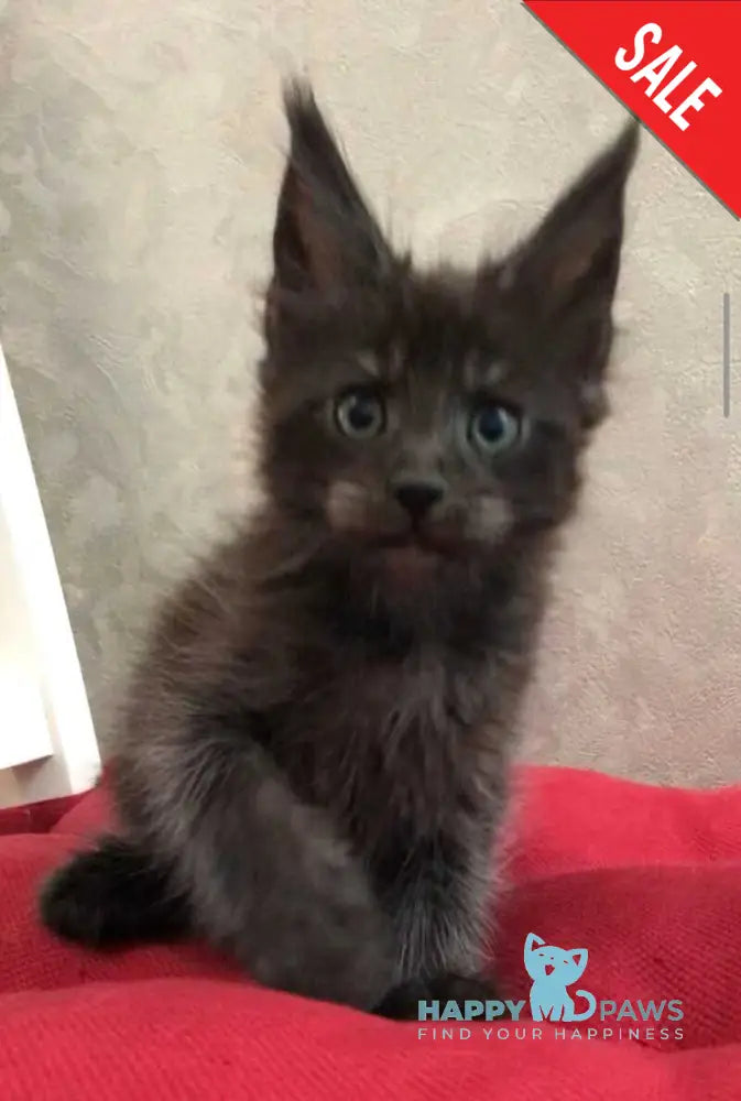 Vrangel Maine Coon male black silver - live animals