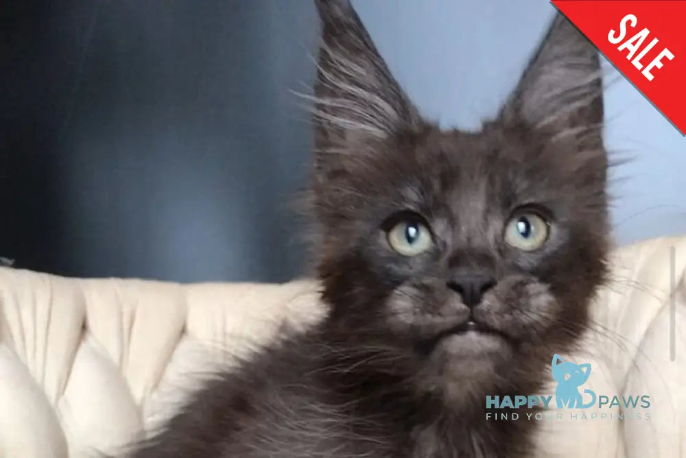 Vrangel Maine Coon male black silver - live animals