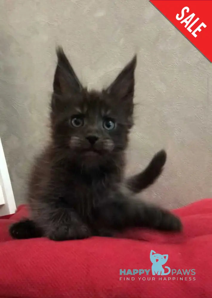 Vrangel Maine Coon male black silver - live animals