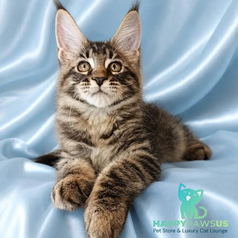 Vulf Maine Coon male black tabby - live animals