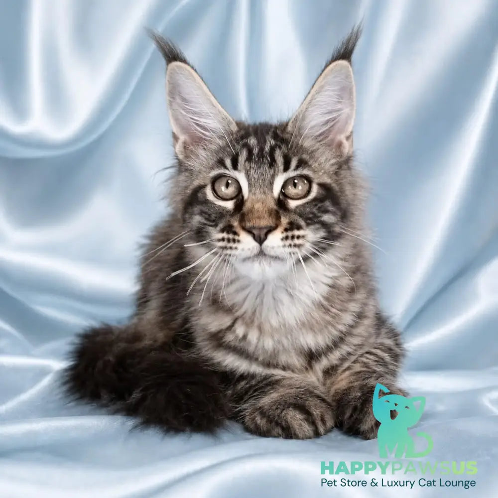 Vulf Maine Coon male black tabby - live animals