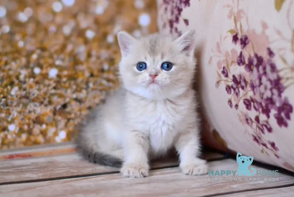 Wade British Shorthair male blue golden shaded live animals