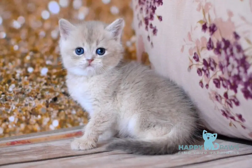 Wade British Shorthair male blue golden shaded live animals