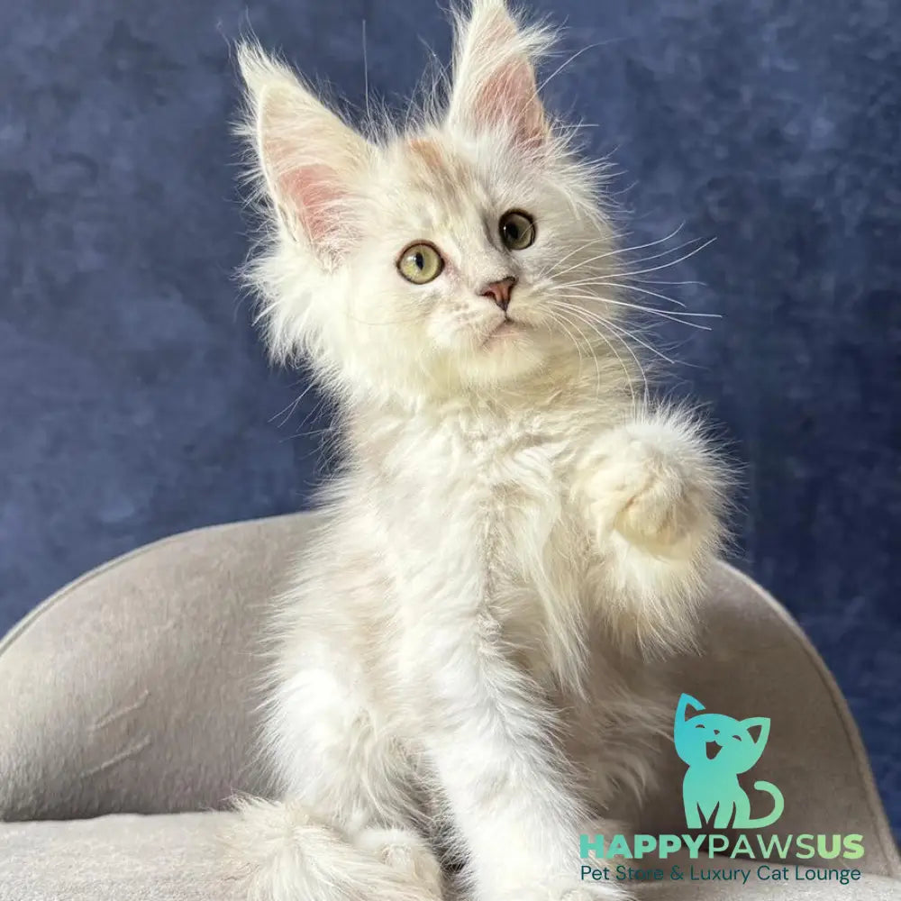 Wafan Maine Coon male black silver ticked tabby - live animals
