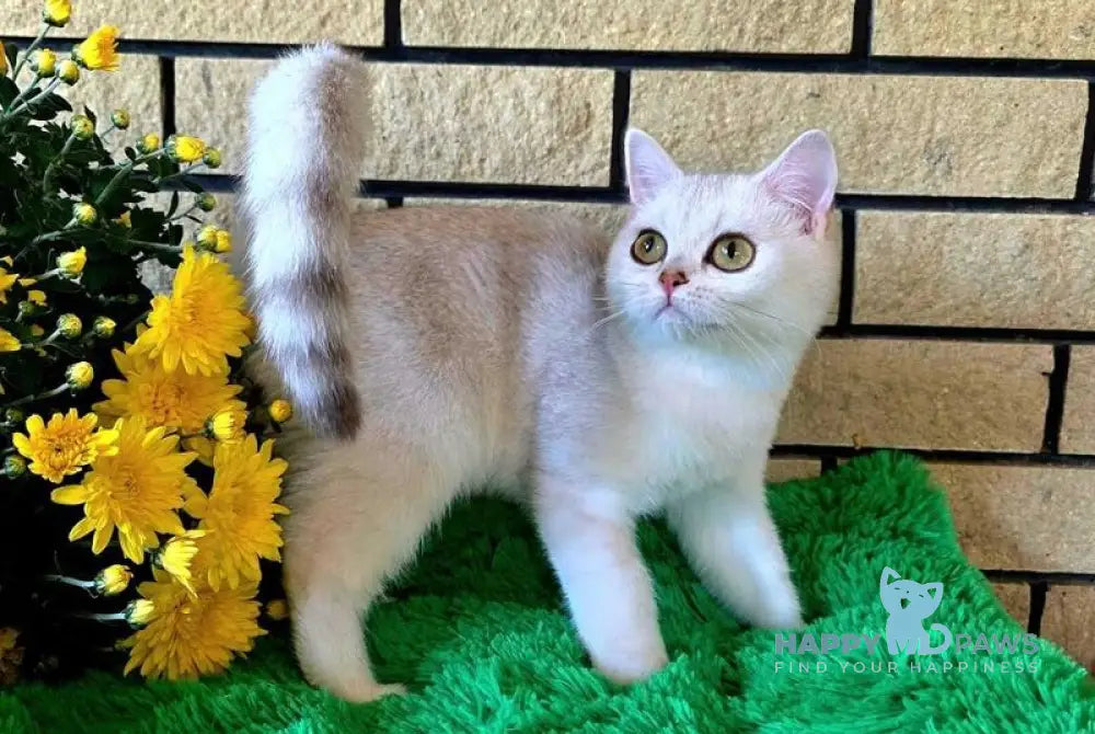 Waikiki British Shorthair female chocolate silver chinchilla live animals