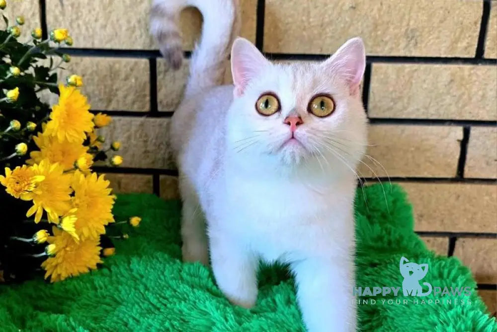 Waikiki British Shorthair female chocolate silver chinchilla live animals