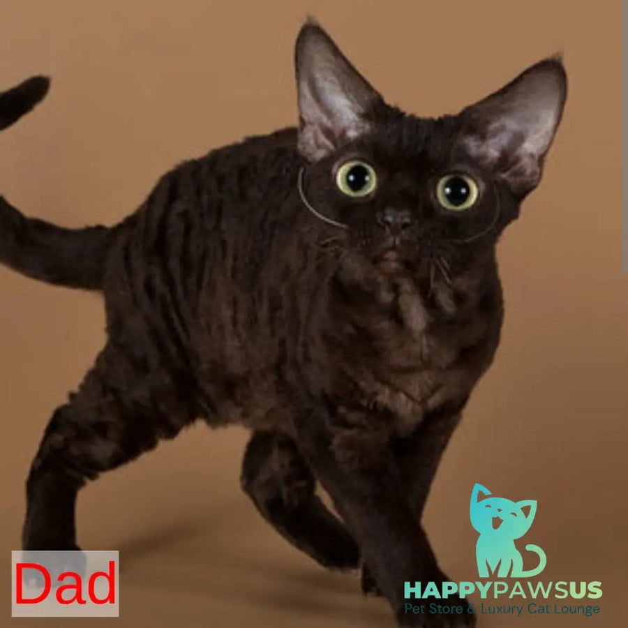Waikiki Devon Rex female white - live animals