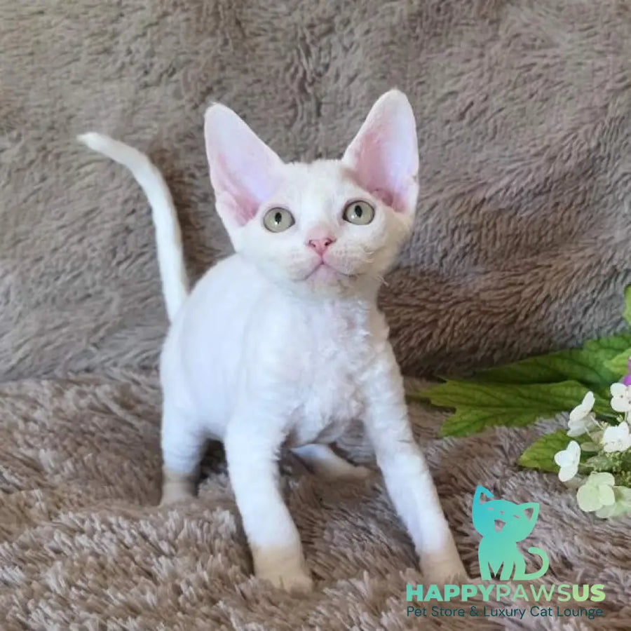 Waikiki Devon Rex female white - live animals