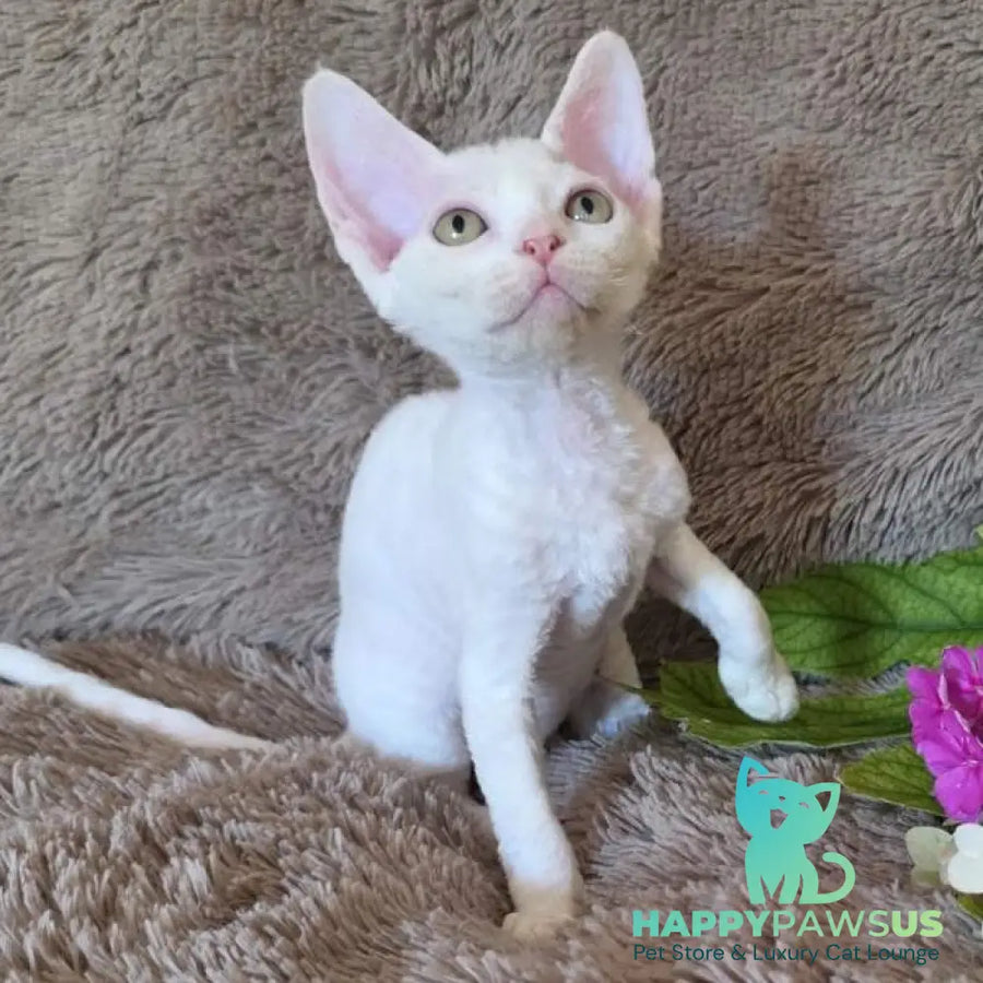 Waikiki Devon Rex female white - live animals