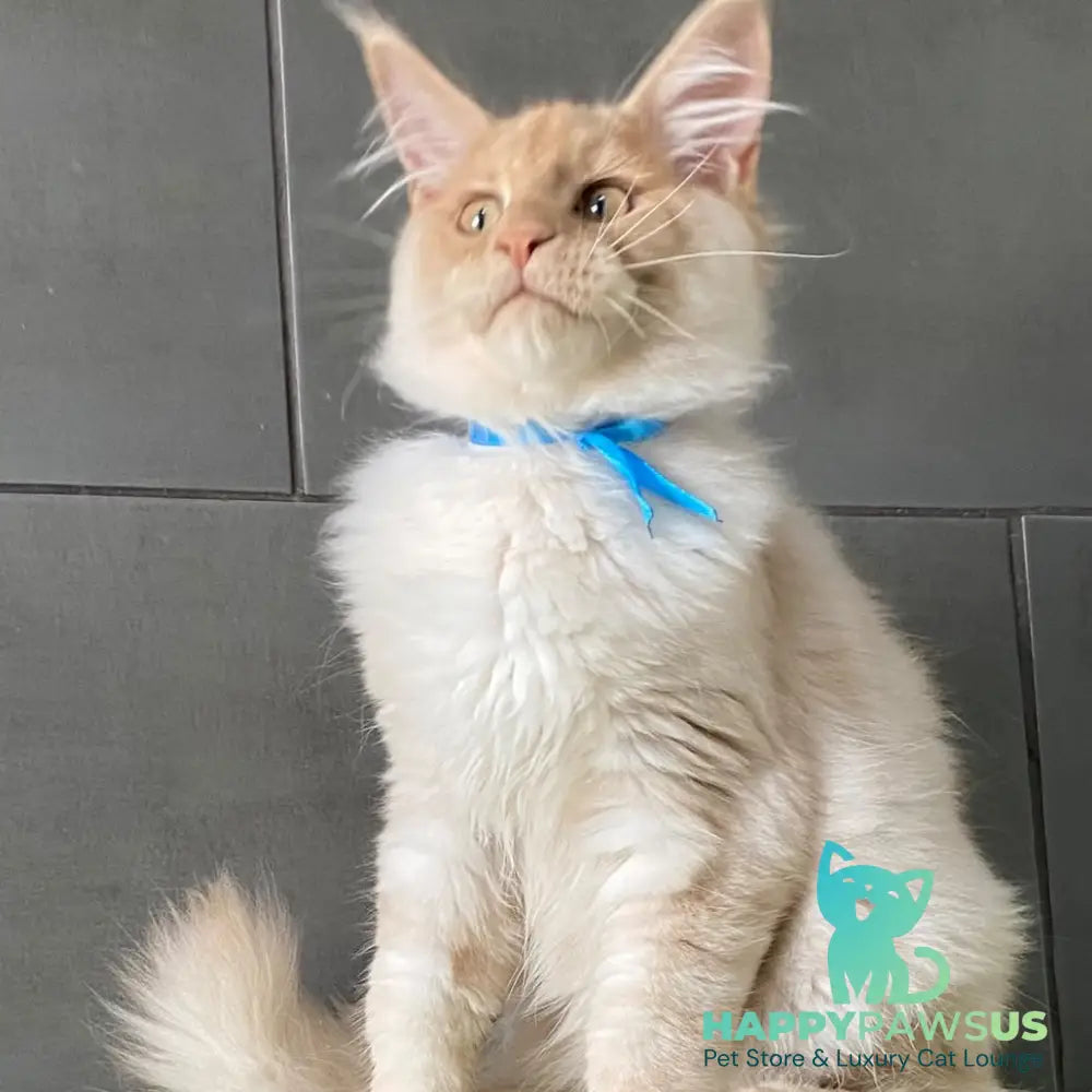 Wakayama Maine Coon male cream silver - live animals