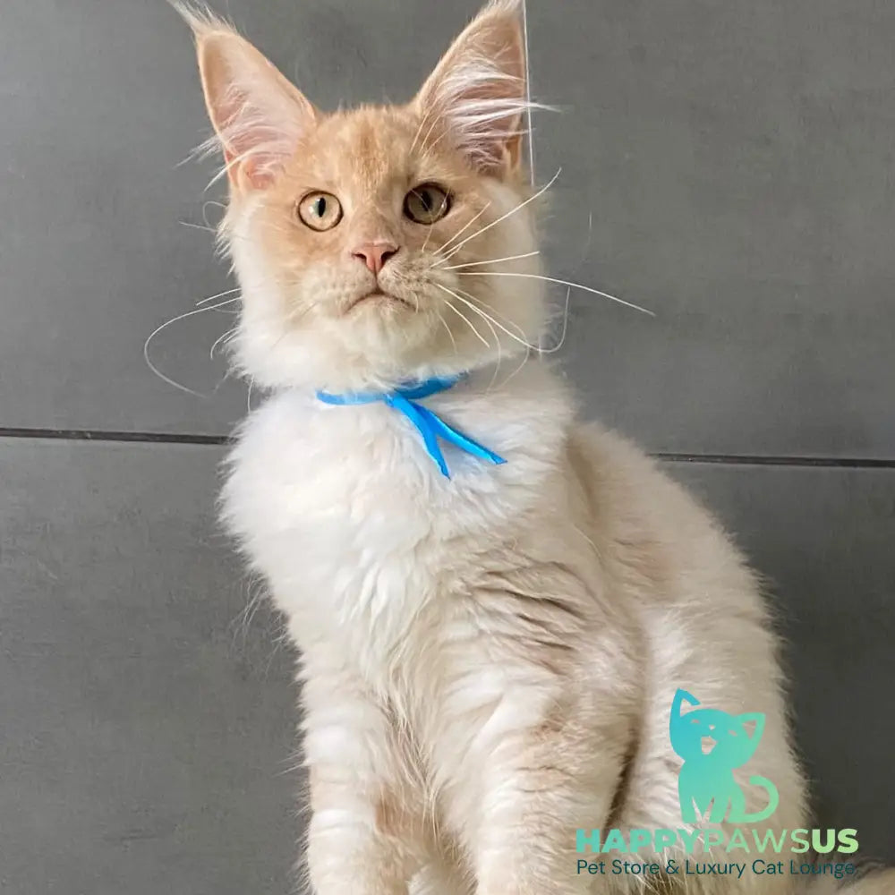 Wakayama Maine Coon male cream silver - live animals