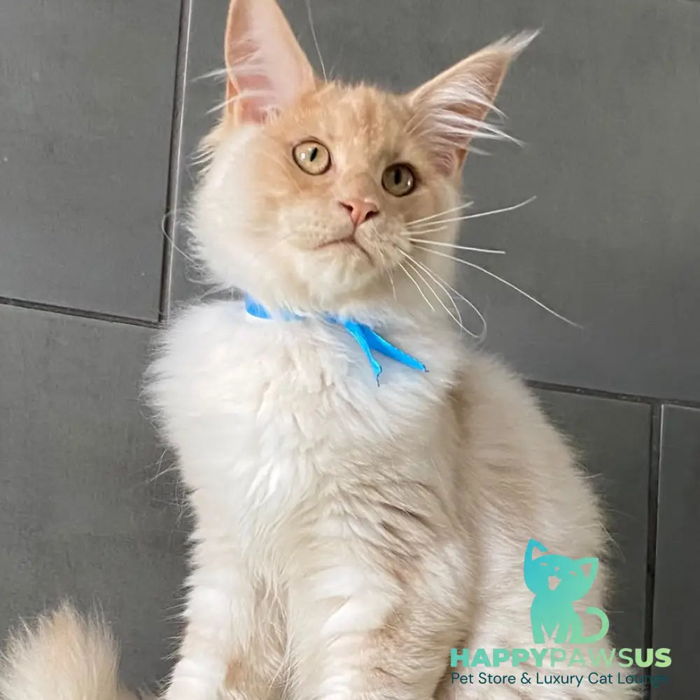 Wakayama Maine Coon male cream silver - live animals
