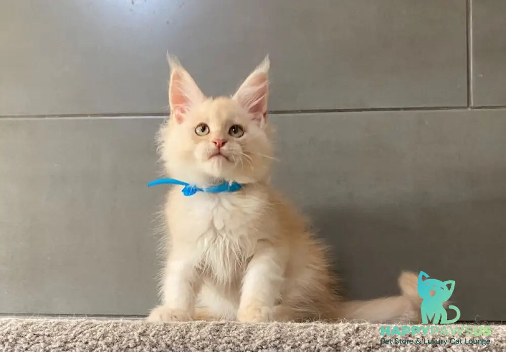 Wakayama Maine Coon male cream silver tabby - live animals
