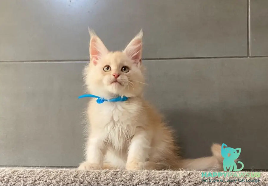 Wakayama Maine Coon male cream silver tabby - live animals