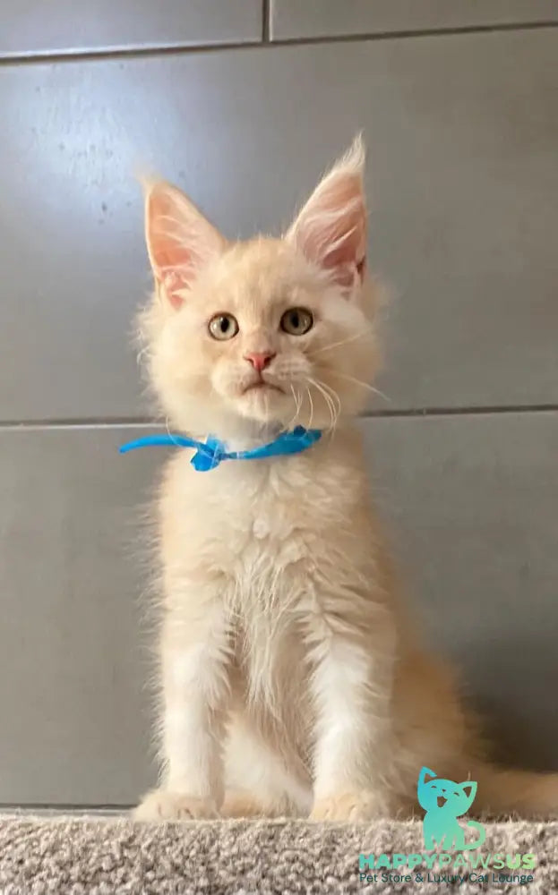 Wakayama Maine Coon male cream silver tabby - live animals