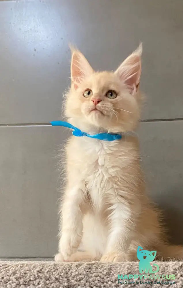 Wakayama Maine Coon male cream silver tabby - live animals