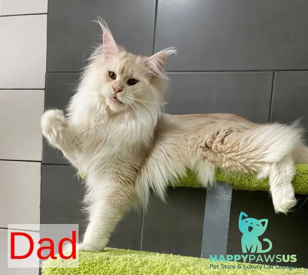 Wakayama Maine Coon male cream silver tabby - live animals