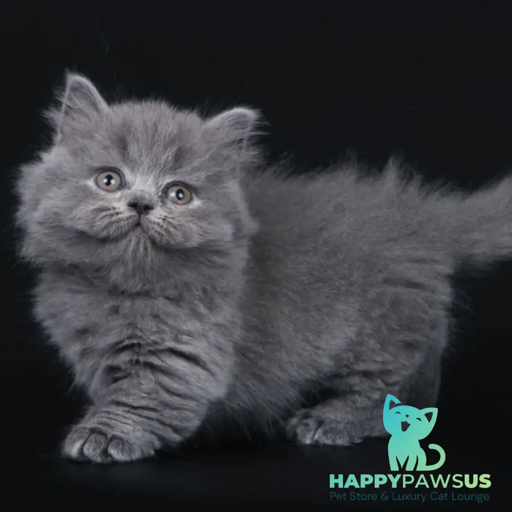 Waldoon Munchkin male blue - live animals