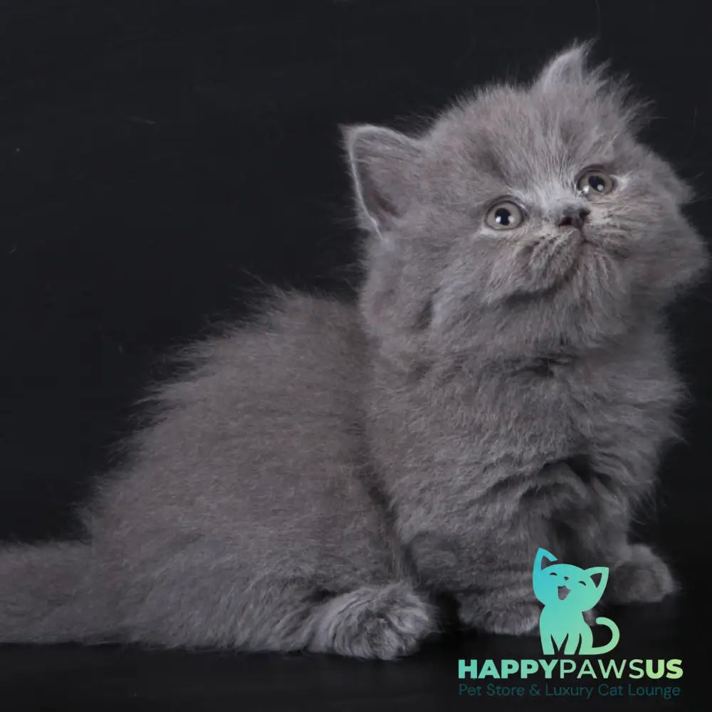 Waldoon Munchkin male blue - live animals