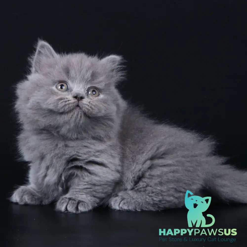 Waldoon Munchkin male blue - live animals
