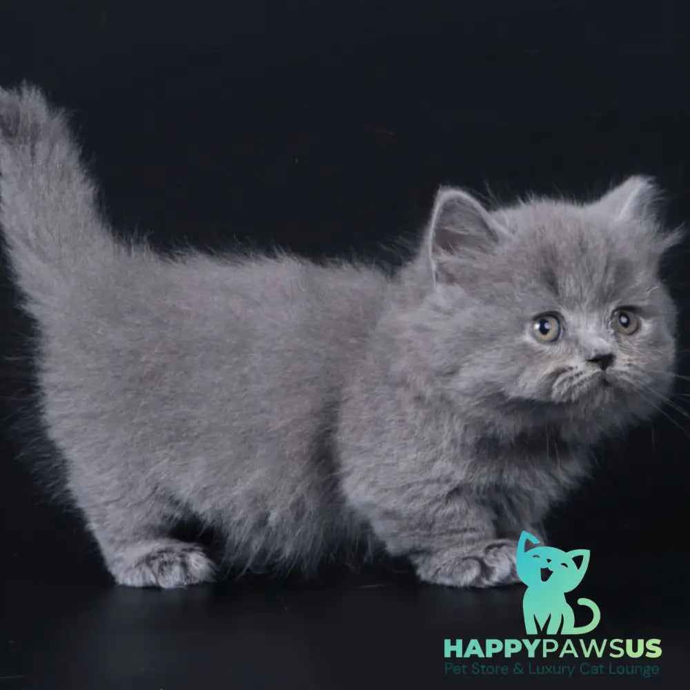 Waldoon Munchkin male blue - live animals