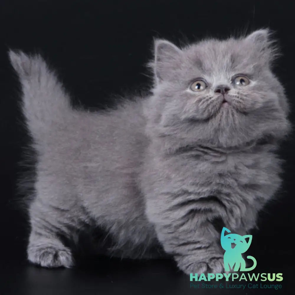 Waldoon Munchkin male blue - live animals