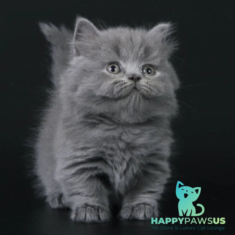 Waldoon Munchkin male blue - live animals