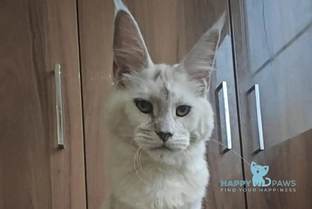 Walensia Maine Coon female black tortie silver chinchilla live animals