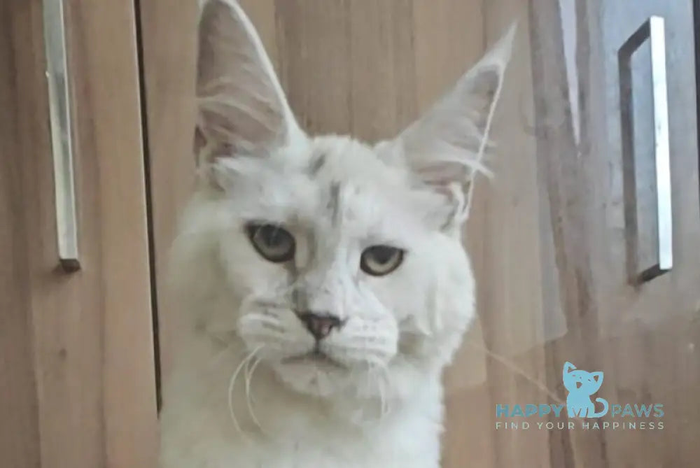 Walensia Maine Coon female black tortie silver chinchilla live animals