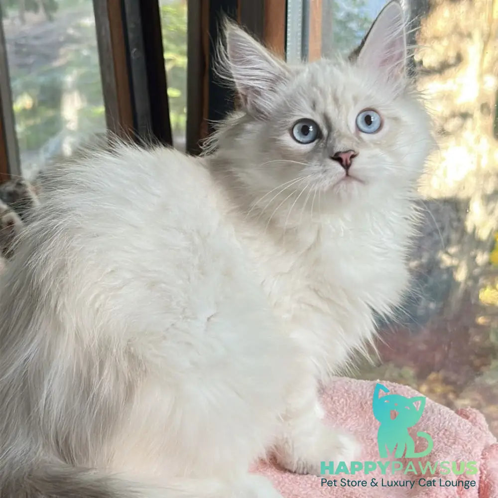 Walentine Siberian male blue tabby pointed with white - live animals